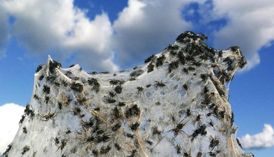 Cómo las arañas convierten la paradisíaca isla de Aitoliko en un escenario de película de terror Cómo las arañas convierten la paradisíaca isla de Aitoliko en un escenario de película de terror