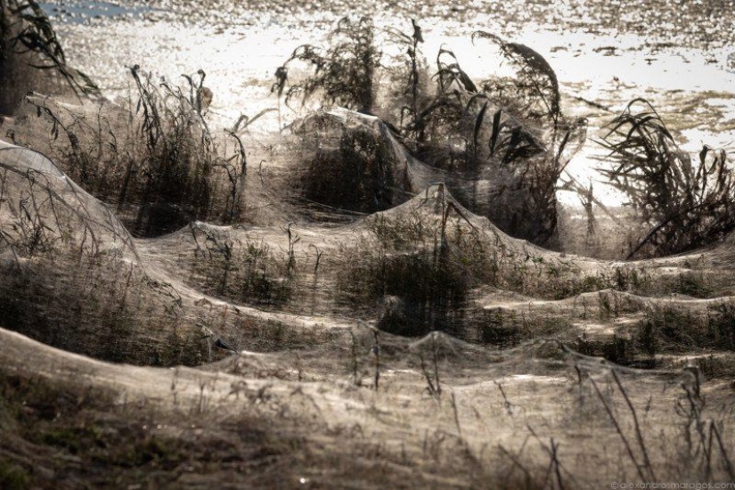 Cómo las arañas convierten la paradisíaca isla de Aitoliko en un escenario de película de terror Cómo las arañas convierten la paradisíaca isla de Aitoliko en un escenario de película de terror