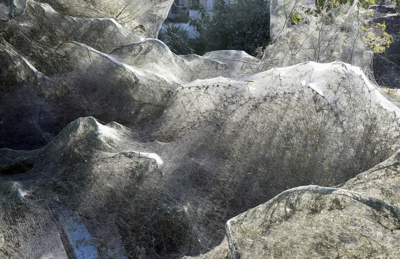 Cómo las arañas convierten la paradisíaca isla de Aitoliko en un escenario de película de terror Cómo las arañas convierten la paradisíaca isla de Aitoliko en un escenario de película de terror