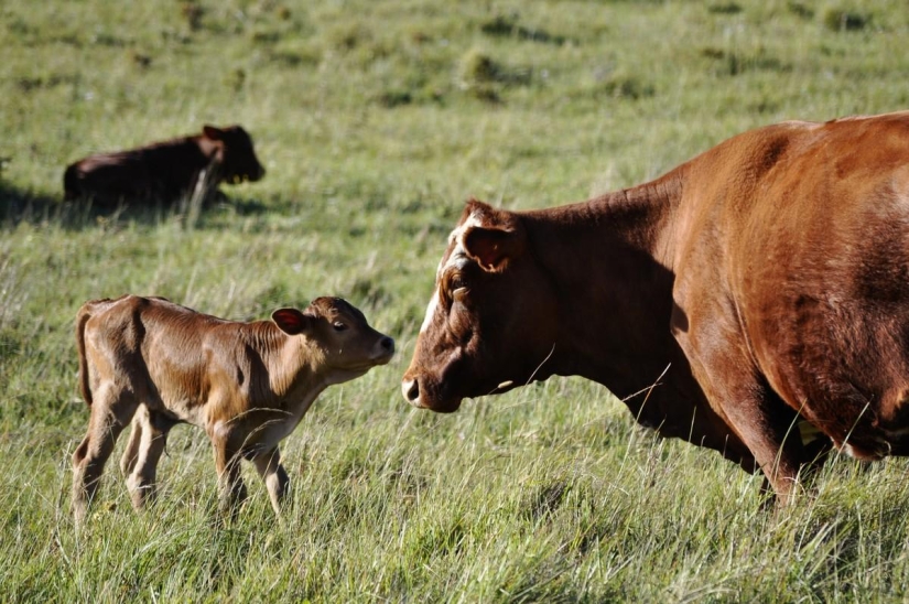 Cómo lidiar con una resaca en diferentes países del mundo