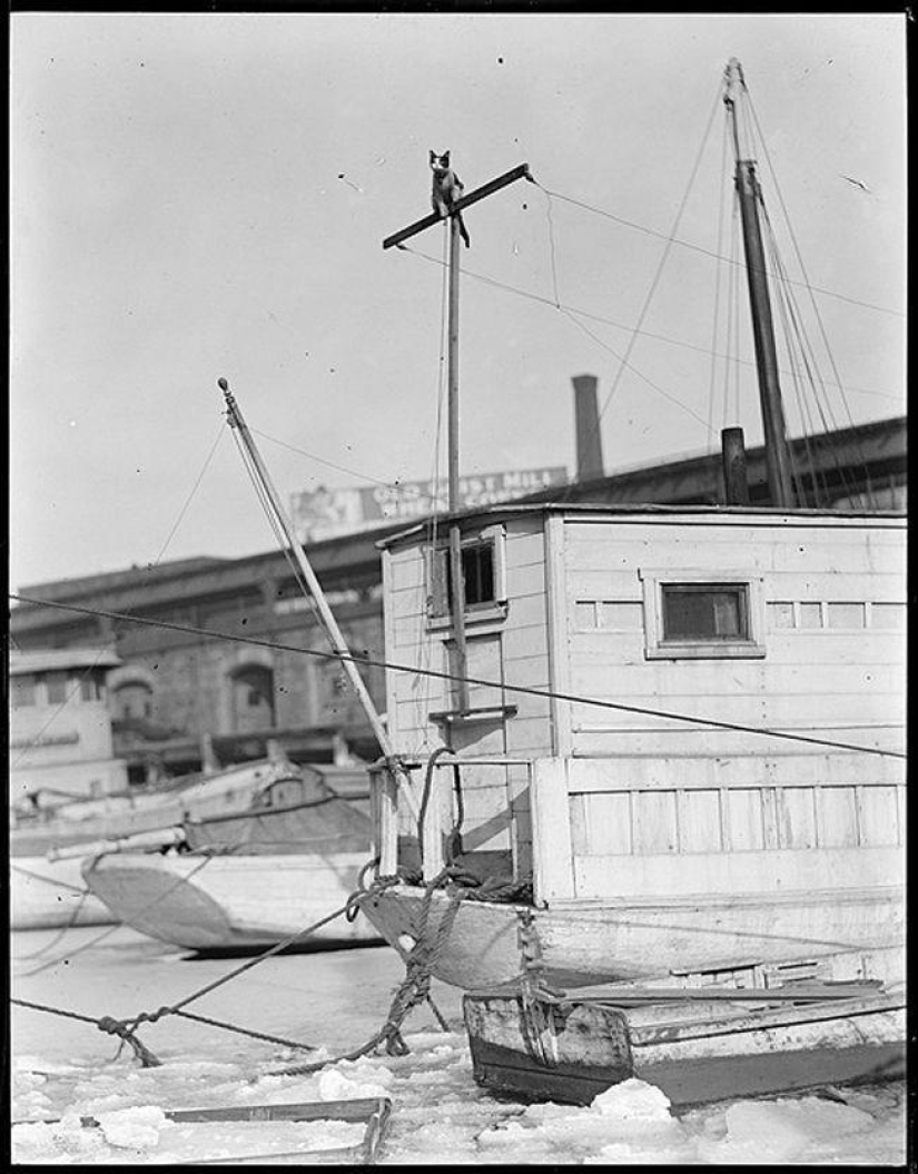 Cómo los gatos se hicieron a la mar
