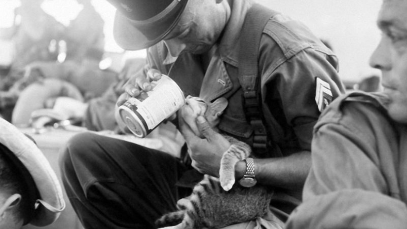 Cómo los gatos tomó parte en la guerra Cómo los gatos tomó parte en la guerra