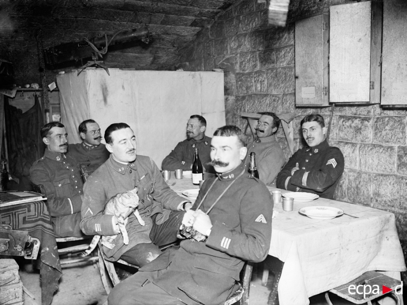 Cómo los gatos tomó parte en la guerra Cómo los gatos tomó parte en la guerra