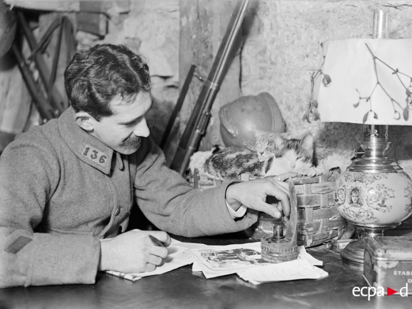Cómo los gatos tomó parte en la guerra Cómo los gatos tomó parte en la guerra