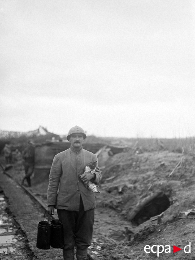 Cómo los gatos tomó parte en la guerra Cómo los gatos tomó parte en la guerra