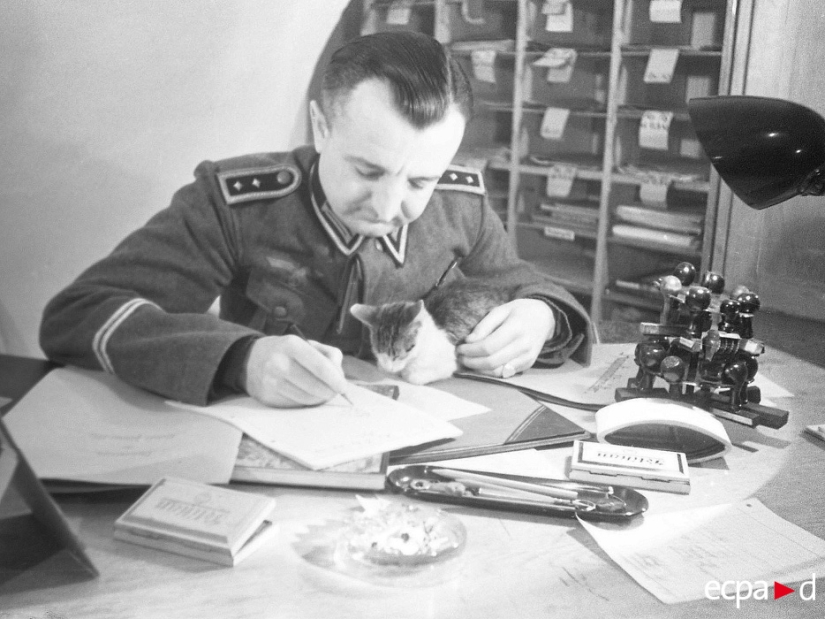 Cómo los gatos tomó parte en la guerra Cómo los gatos tomó parte en la guerra