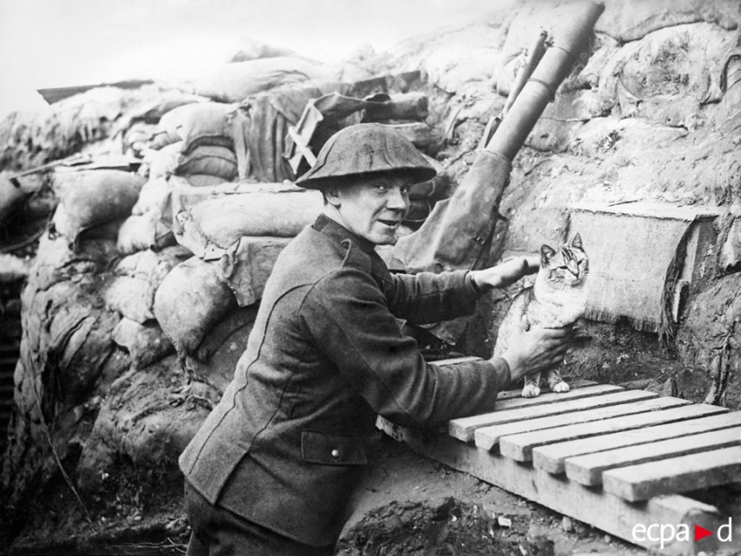 Cómo los gatos tomó parte en la guerra Cómo los gatos tomó parte en la guerra