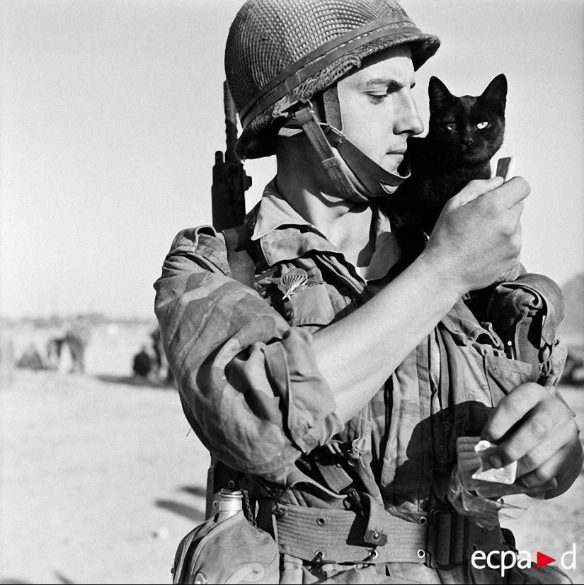 Cómo los gatos tomó parte en la guerra Cómo los gatos tomó parte en la guerra