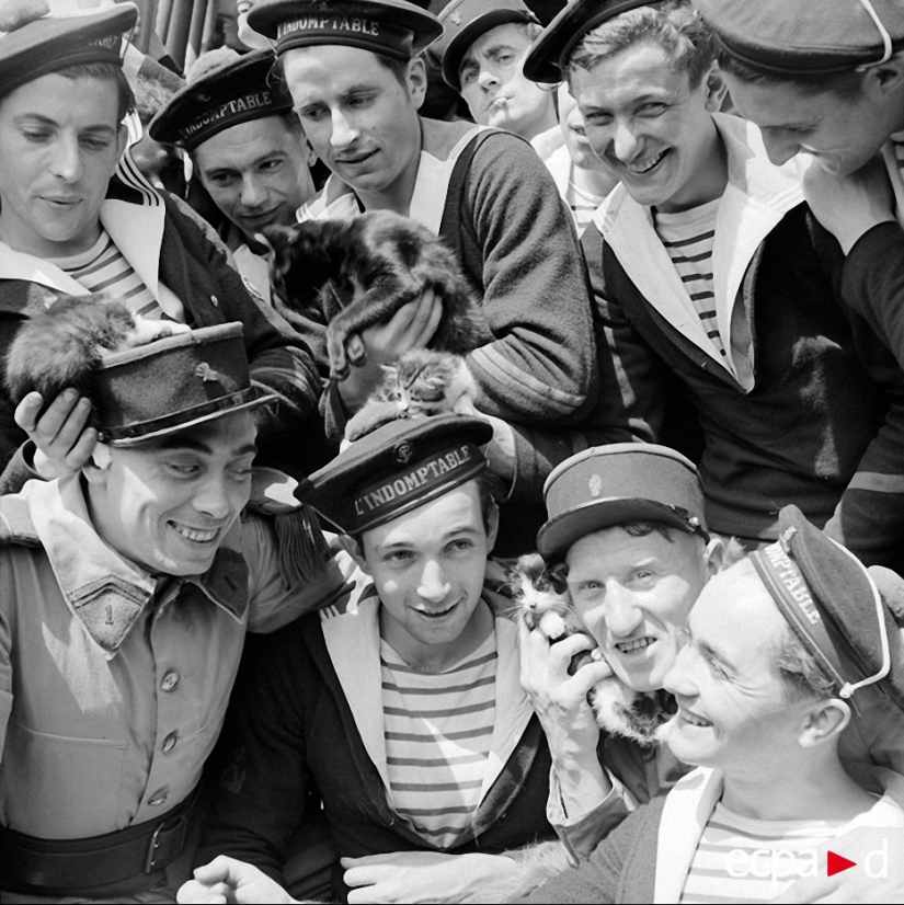 Cómo los gatos tomó parte en la guerra Cómo los gatos tomó parte en la guerra