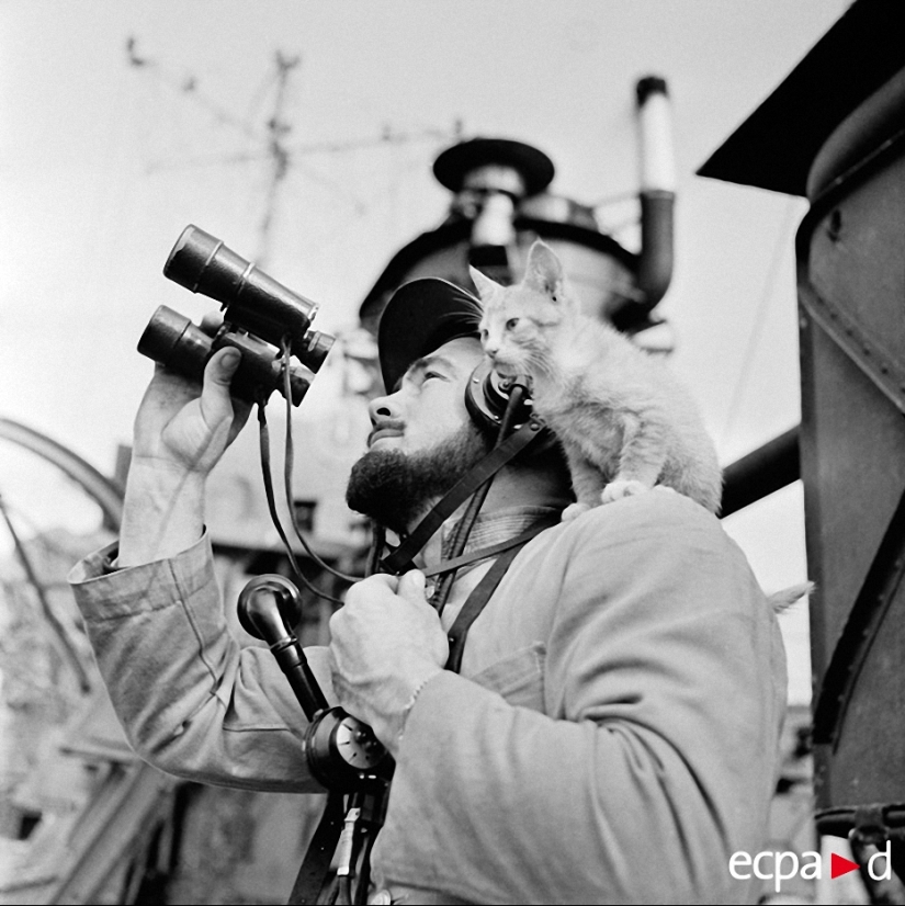 Cómo los gatos tomó parte en la guerra Cómo los gatos tomó parte en la guerra
