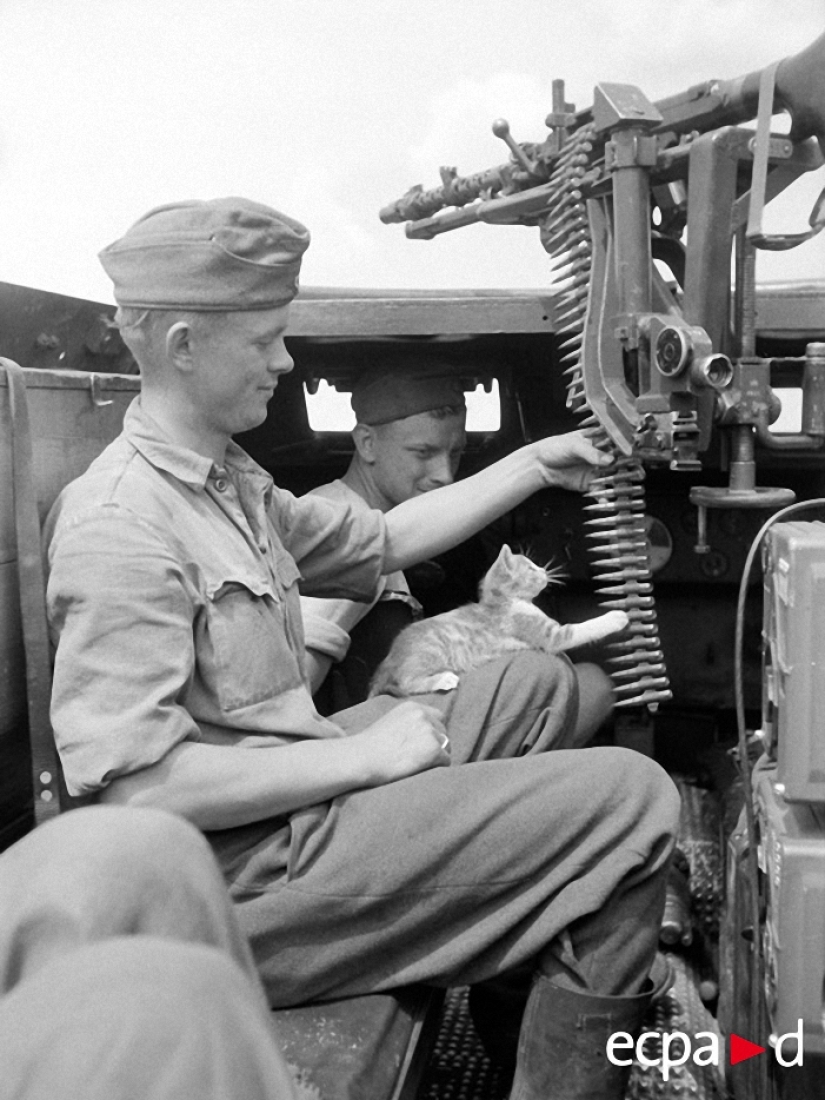 Cómo los gatos tomó parte en la guerra Cómo los gatos tomó parte en la guerra