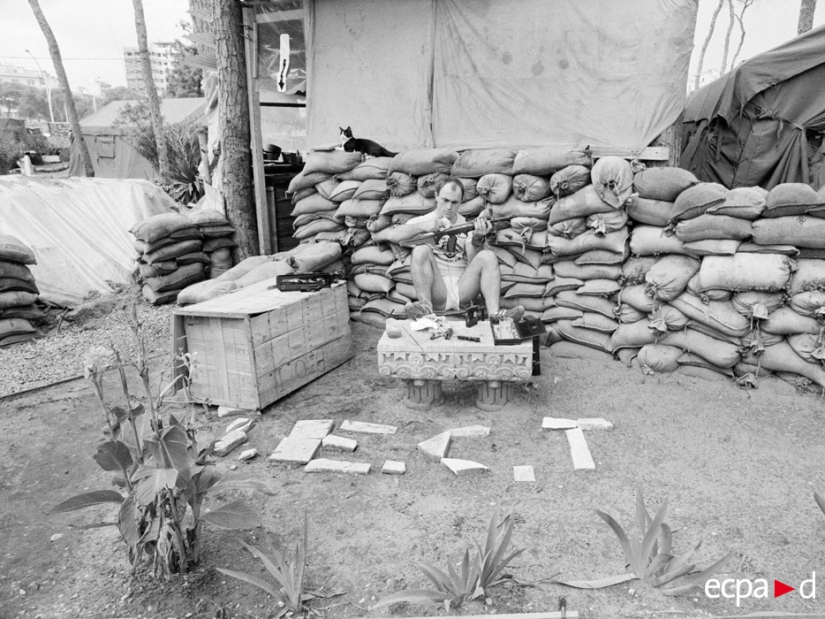Cómo los gatos tomó parte en la guerra Cómo los gatos tomó parte en la guerra