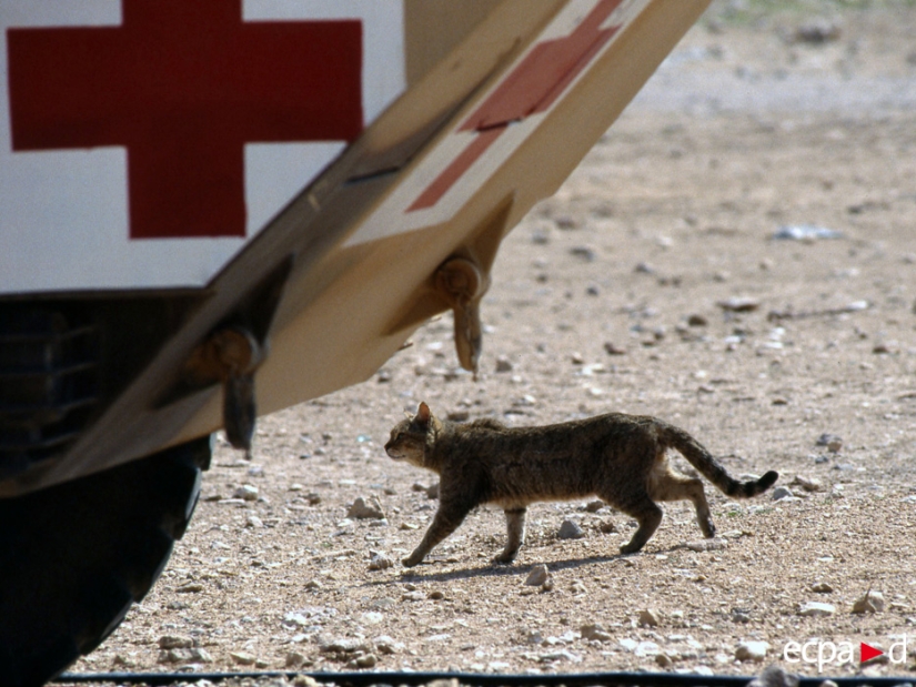 Cómo los gatos tomó parte en la guerra Cómo los gatos tomó parte en la guerra