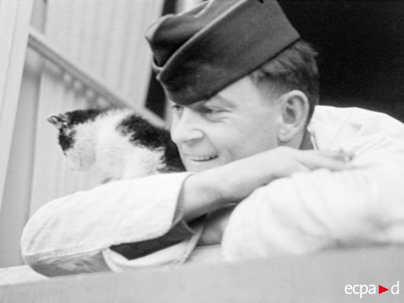 Cómo los gatos tomó parte en la guerra Cómo los gatos tomó parte en la guerra