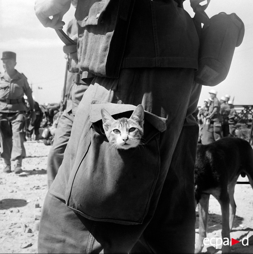 Cómo los gatos tomó parte en la guerra Cómo los gatos tomó parte en la guerra