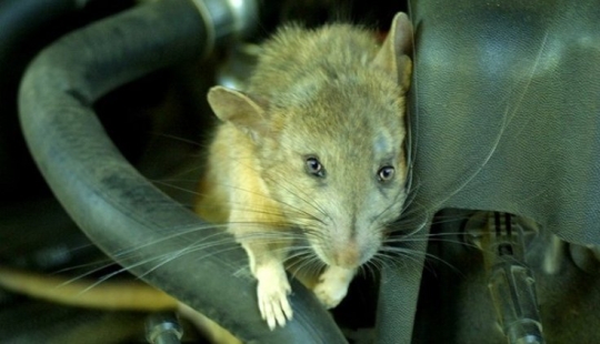 Cómo los ratones ayudaron a derrotar al Ejército Rojo de los alemanes en las batallas por Stalingrado