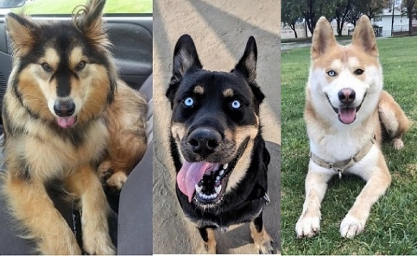 Cómo lucir como un cruce entre un husky y otras razas de perros Cómo lucir como un cruce entre un husky y otras razas de perros