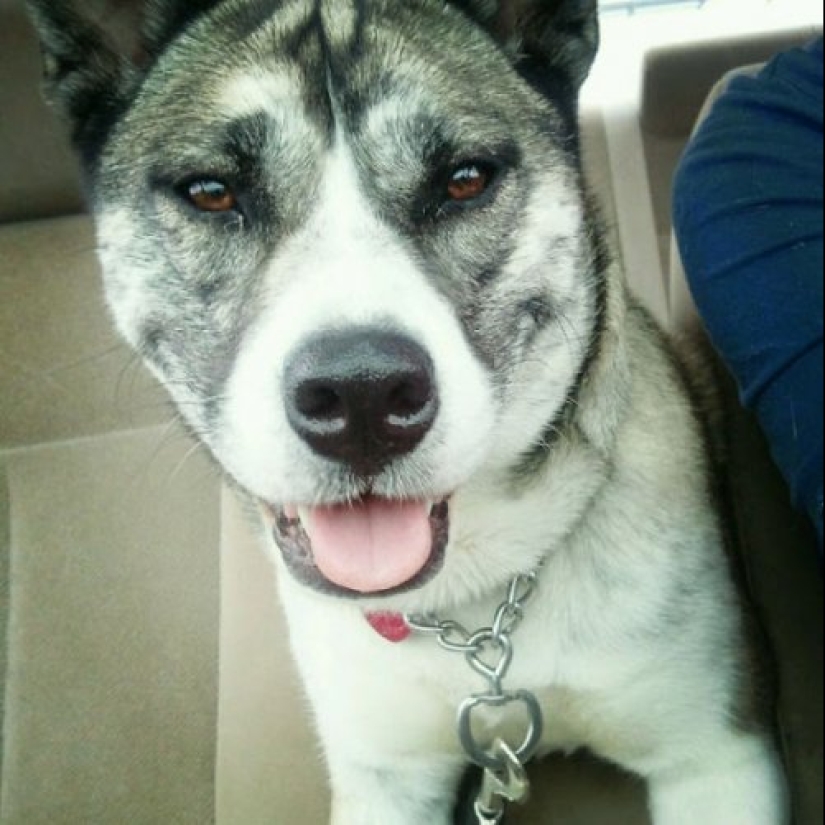 Cómo lucir como un cruce entre un husky y otras razas de perros Cómo lucir como un cruce entre un husky y otras razas de perros