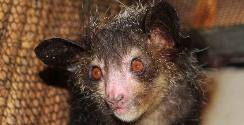 Cómo se hace un verdadero anti-mi-mi-mi Cómo se hace un verdadero anti-mi-mi-mi