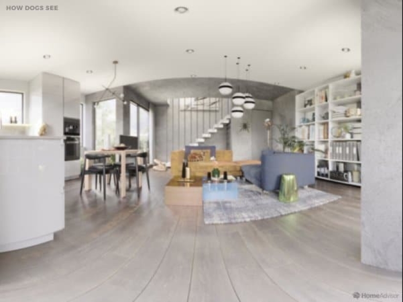 Cómo se ve el mundo a través de los ojos de los gatos, perros y peces del acuario Cómo se ve el mundo a través de los ojos de los gatos, perros y peces del acuario