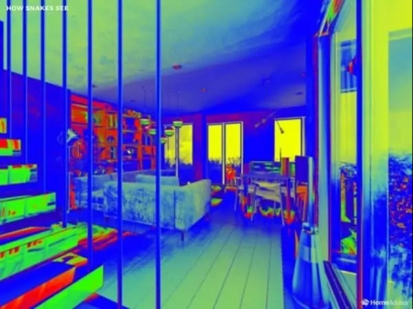 Cómo se ve el mundo a través de los ojos de los gatos, perros y peces del acuario Cómo se ve el mundo a través de los ojos de los gatos, perros y peces del acuario