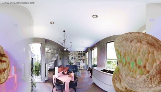 Cómo se ve el mundo a través de los ojos de los gatos, perros y peces del acuario Cómo se ve el mundo a través de los ojos de los gatos, perros y peces del acuario