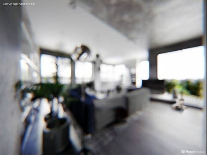 Cómo se ve el mundo a través de los ojos de los gatos, perros y peces del acuario Cómo se ve el mundo a través de los ojos de los gatos, perros y peces del acuario