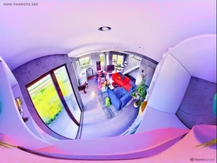 Cómo se ve el mundo a través de los ojos de los gatos, perros y peces del acuario Cómo se ve el mundo a través de los ojos de los gatos, perros y peces del acuario