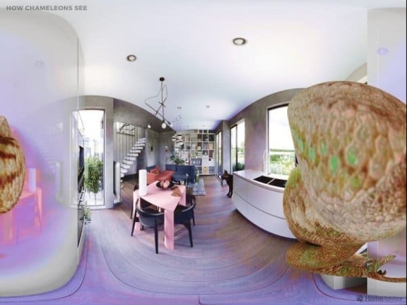 Cómo se ve el mundo a través de los ojos de los gatos, perros y peces del acuario Cómo se ve el mundo a través de los ojos de los gatos, perros y peces del acuario