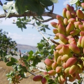 Cómo se ven los productos populares antes de la cosecha