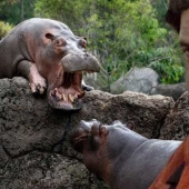 Cocaine hippos of Colombia, or Environmental sabotage Escobar