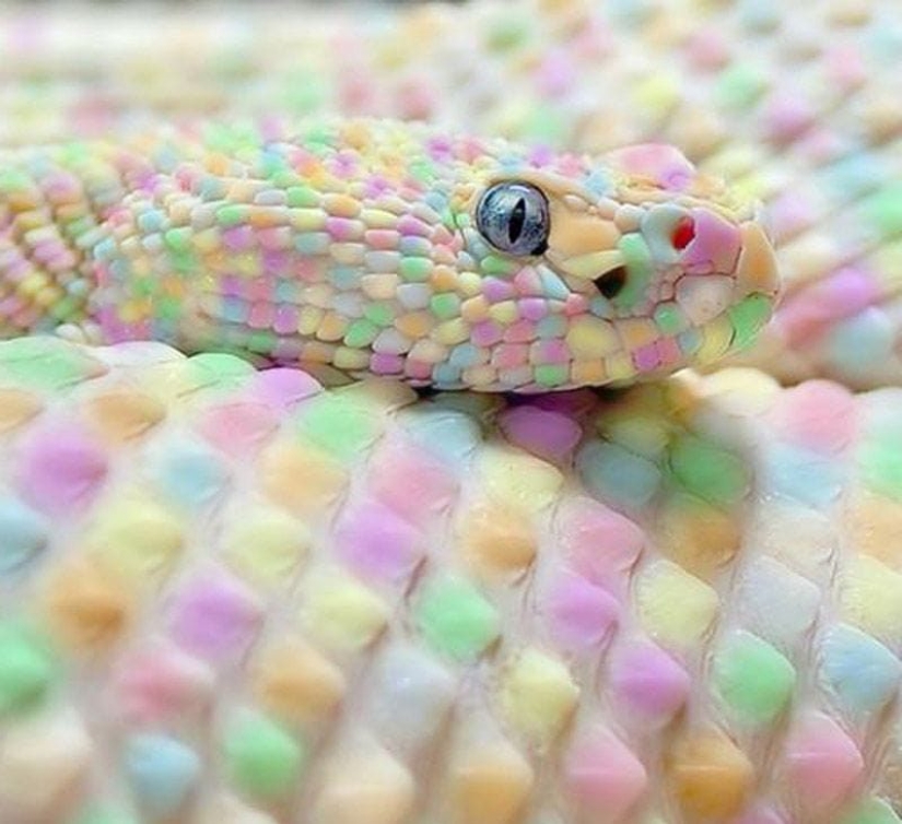 Colgante de pera no puede comer: 25 no comestibles elementos que parecen muy apetitosos Colgante de pera no puede comer: 25 no comestibles elementos que parecen muy apetitosos