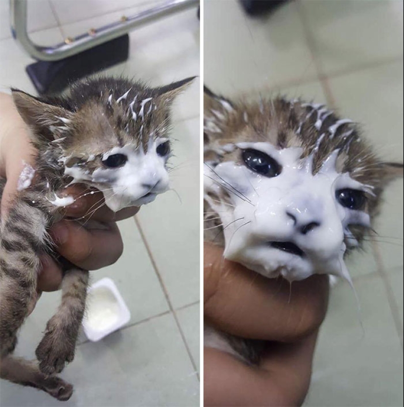 Come, no te mojes: 20 lindos gatitos que no saben comer con cuidado Come, no te mojes: 20 lindos gatitos que no saben comer con cuidado