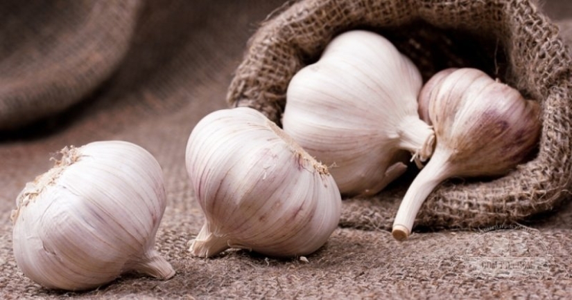 "Como el diablo del incienso": ¿cómo apareció esta frase y qué otros olores tienen los espíritus malignos miedo "Como el diablo del incienso": ¿cómo apareció esta frase y qué otros olores tienen los espíritus malignos miedo