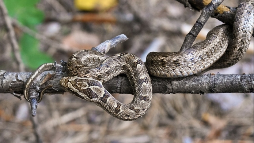"Como el diablo del incienso": ¿cómo apareció esta frase y qué otros olores tienen los espíritus malignos miedo "Como el diablo del incienso": ¿cómo apareció esta frase y qué otros olores tienen los espíritus malignos miedo