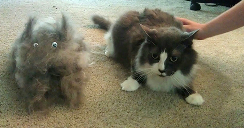 Consejos para el cuidado de perros y Gatos Hombre