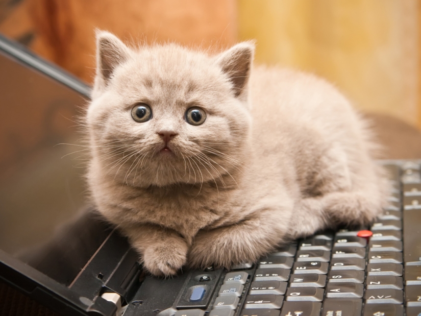 Consejos para el cuidado de perros y Gatos Hombre