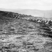 Cotton wool, solarium, tea bags and 12 more inventions that appeared thanks to the First World War