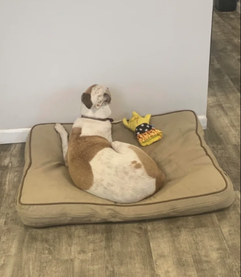 Cuando su mascota es un poco extraño: 15 de fotos y gifs que la exactitud de la risa Cuando su mascota es un poco extraño: 15 de fotos y gifs que la exactitud de la risa