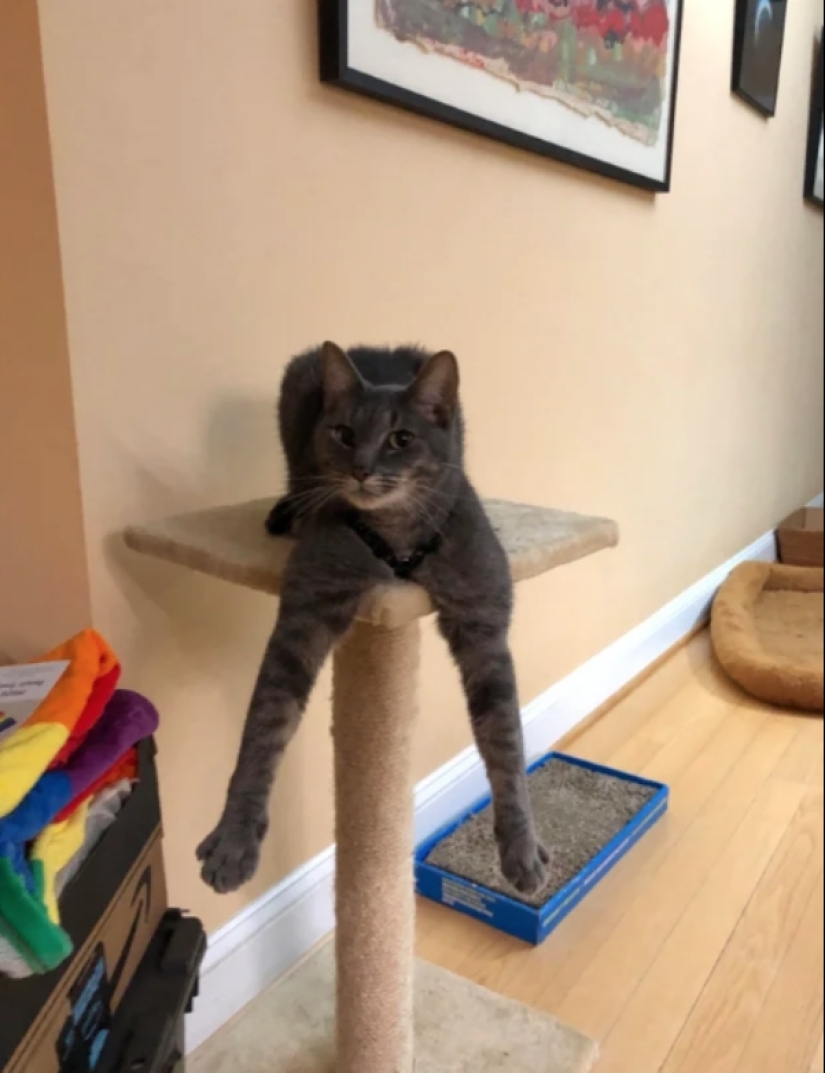 Cuando su mascota es un poco extraño: 15 de fotos y gifs que la exactitud de la risa Cuando su mascota es un poco extraño: 15 de fotos y gifs que la exactitud de la risa