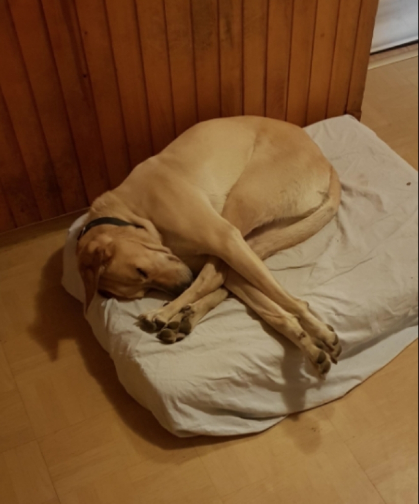 Cuando su mascota es un poco extraño: 15 de fotos y gifs que la exactitud de la risa Cuando su mascota es un poco extraño: 15 de fotos y gifs que la exactitud de la risa