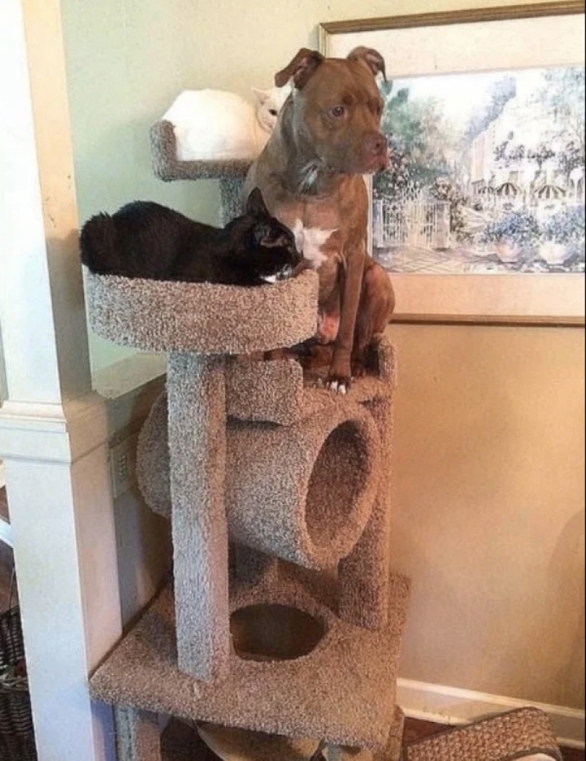 Cuando su mascota es un poco extraño: 15 de fotos y gifs que la exactitud de la risa Cuando su mascota es un poco extraño: 15 de fotos y gifs que la exactitud de la risa