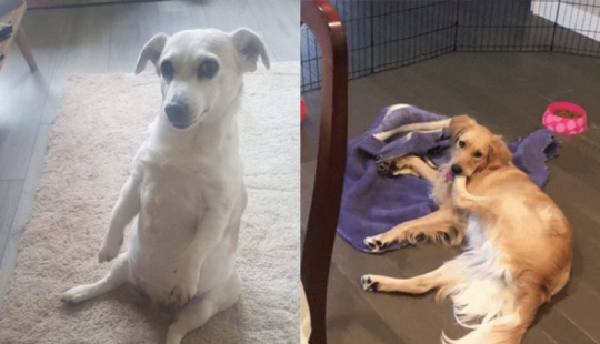 Cuando su mascota es un poco extraño: 15 de fotos y gifs que la exactitud de la risa