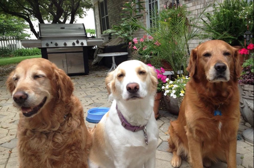 Cuatro patas de la felicidad: lo que la vida es como cuando en la casa más de dos perros