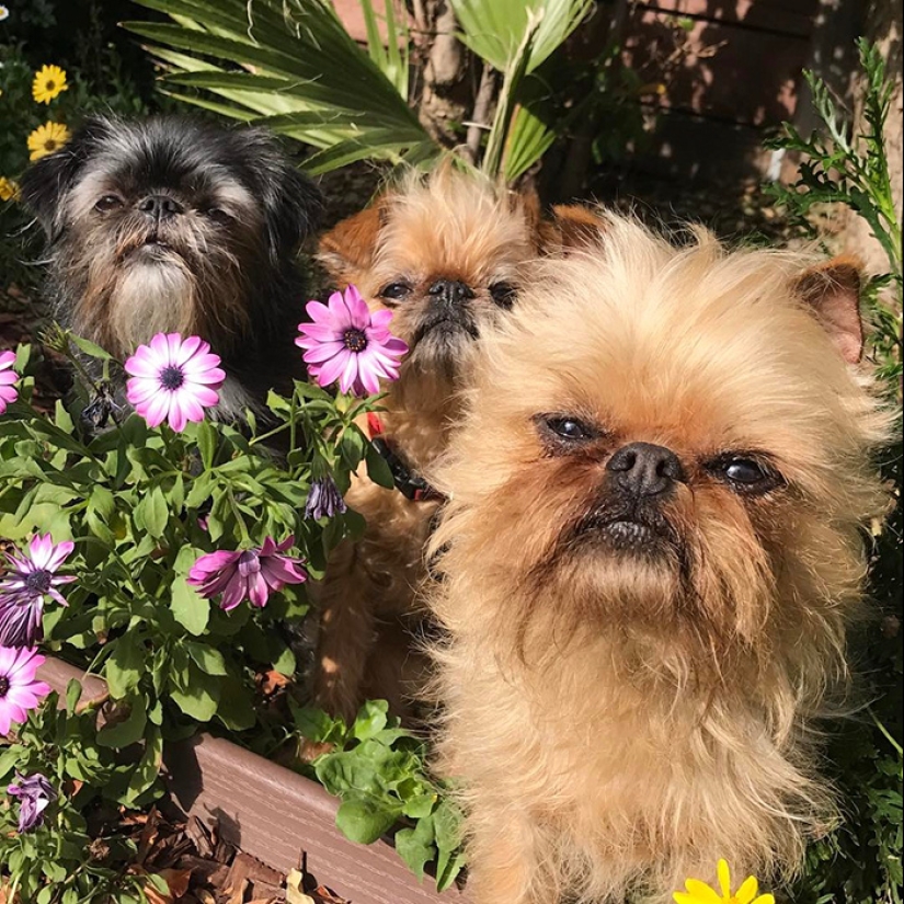 Cuatro patas de la felicidad: lo que la vida es como cuando en la casa más de dos perros