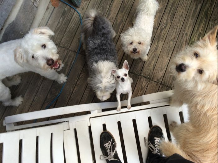 Cuatro patas de la felicidad: lo que la vida es como cuando en la casa más de dos perros