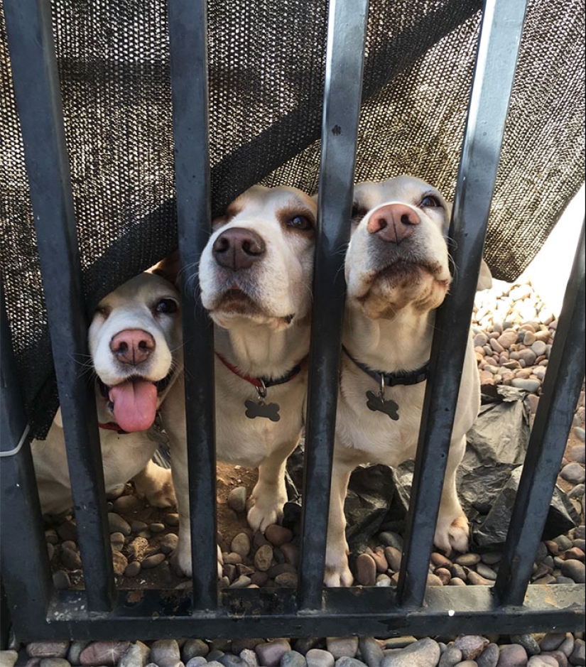 Cuatro patas de la felicidad: lo que la vida es como cuando en la casa más de dos perros