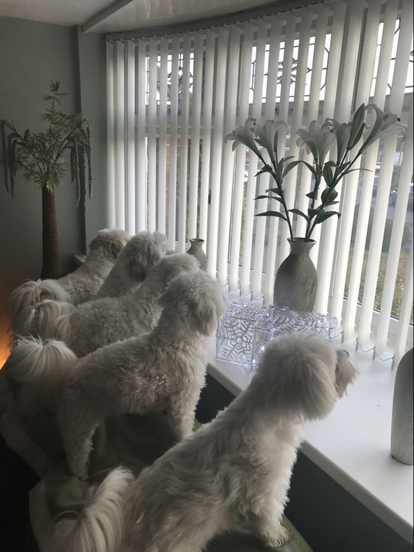 Cuatro patas de la felicidad: lo que la vida es como cuando en la casa más de dos perros