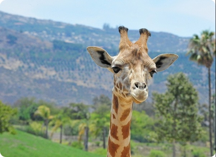 ¿Cuánto dura el embarazo más largo en animales? ¿Cuánto dura el embarazo más largo en animales?