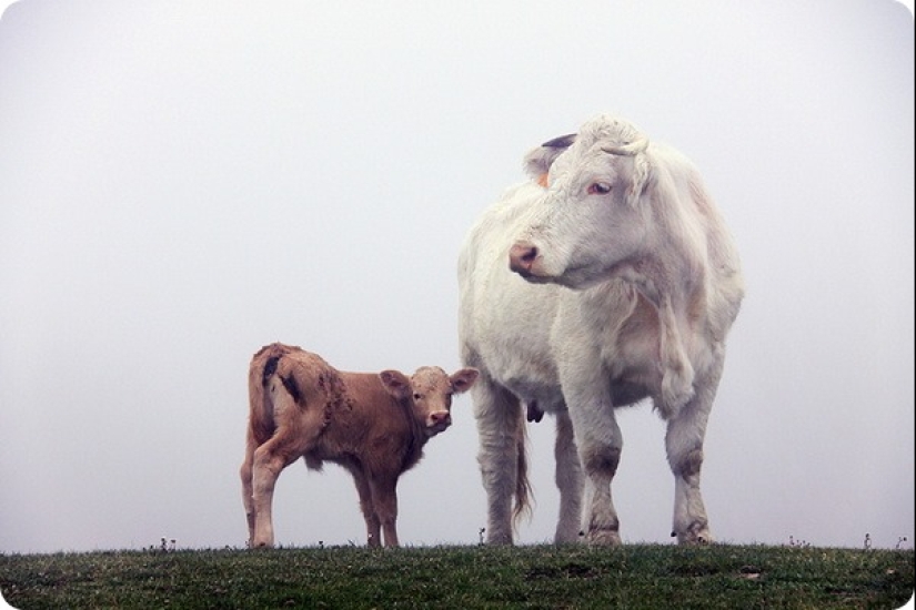 ¿Cuánto dura el embarazo más largo en animales? ¿Cuánto dura el embarazo más largo en animales?